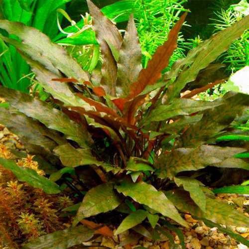 Cryptocoryne Wendtii brown - Planta aquática