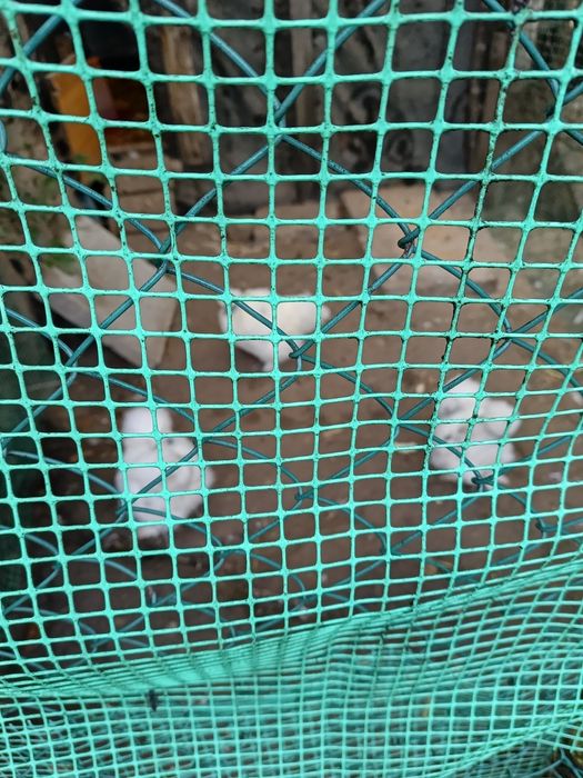 Sprzedam silkibiałe