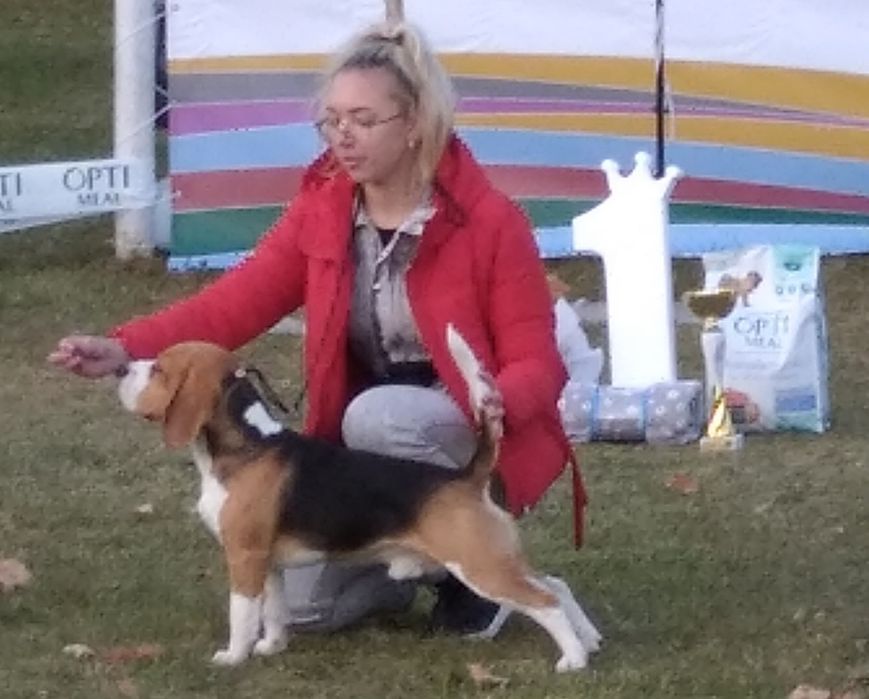 Бігль для в'язкі.