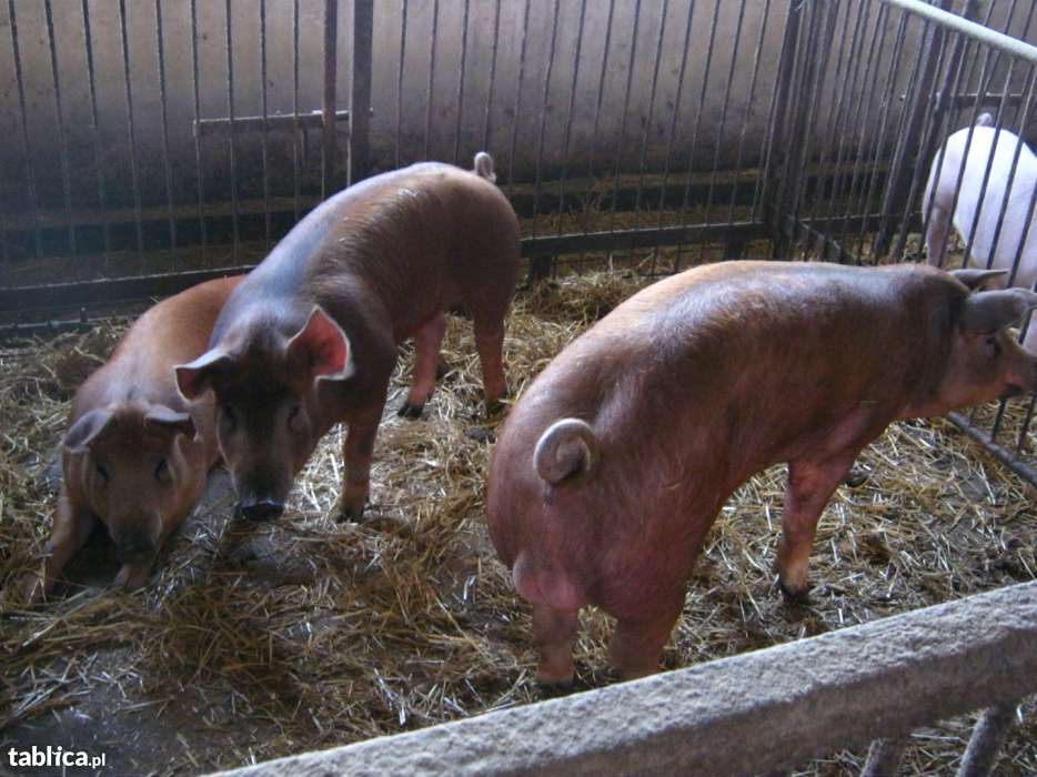 Knurki i Loszki PBZ oraz Knurki mięsne Pietrain x Duroc woj.pom