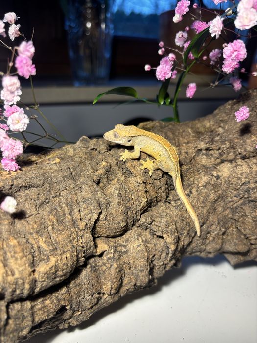 Sprzedam młode gekony orzęsione