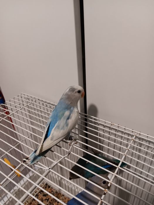 Roseicollis domesticados