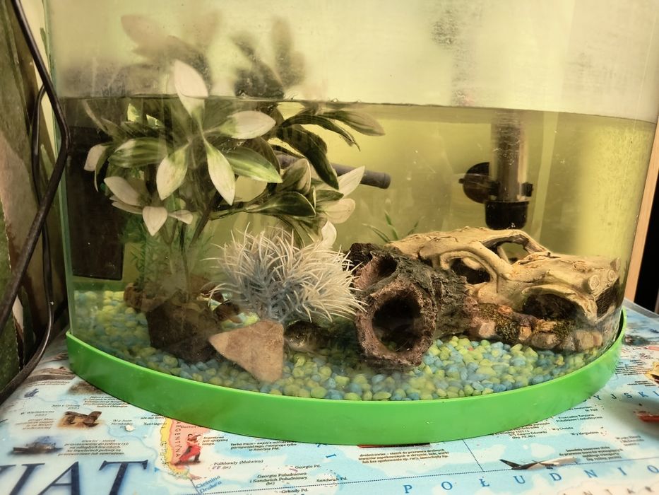 Rybki z akwarium