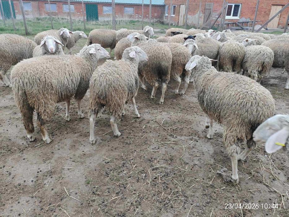Мериноландшаф ЖИТОМИР Вівці Баран Вівцематки Овцы