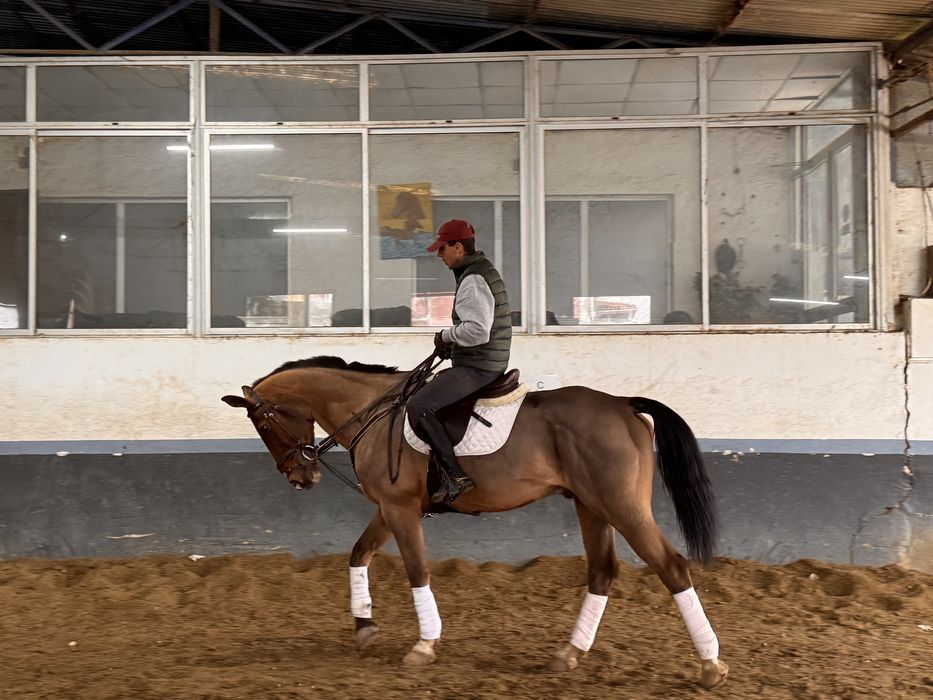 Cavalo Puro Sangue Belga