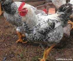 Інкубаційне яйце Мастер Грей