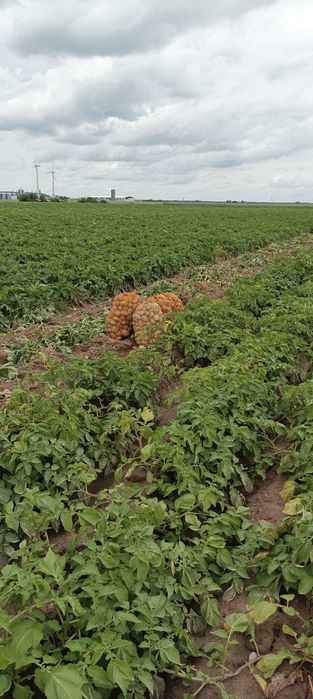 Ziemniaki wielkość sadzeniaki lord i quin-anna