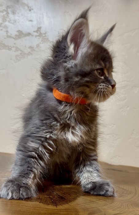 Мейнкун шоу класса