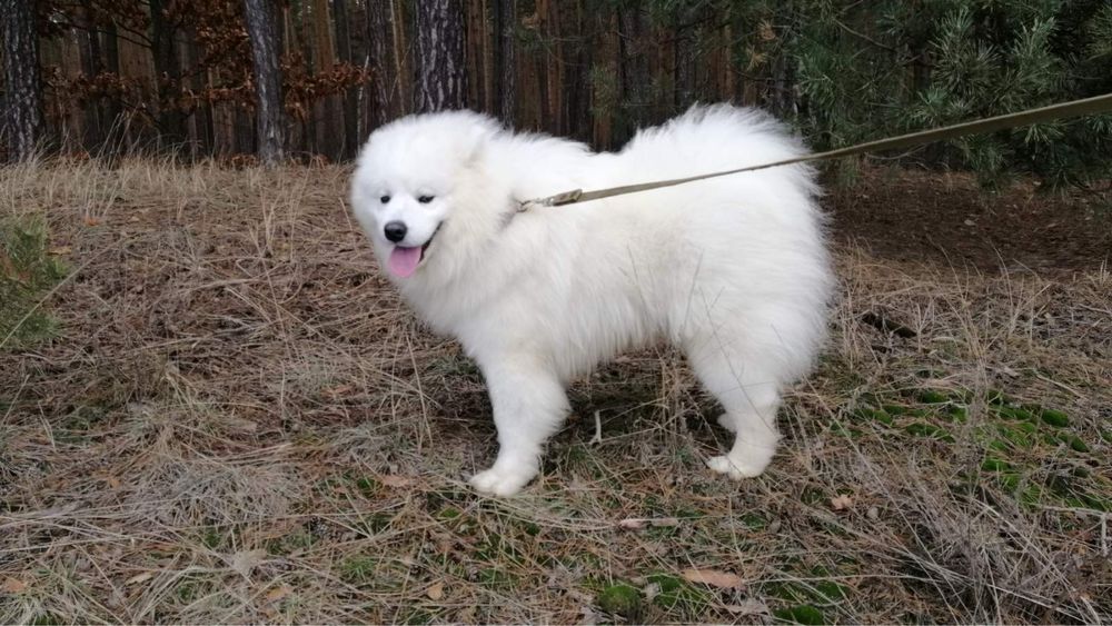 Вʼязка Самоєд