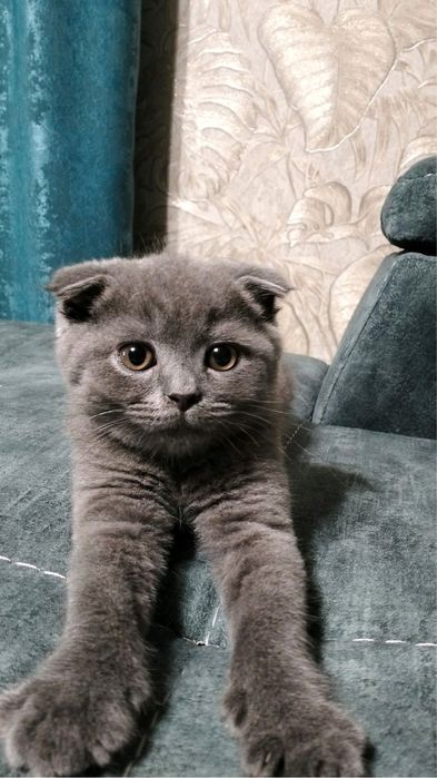 Котёнок мальчик, 3 месяца, доставка по Киеву