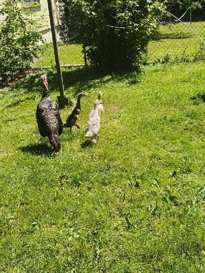 Kaczki Biegusy Indyjskie