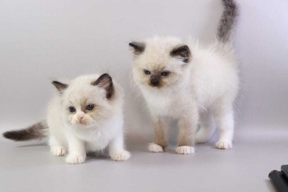 Кошенята Ragdoll//Регдолл   шукають дім, де буде любов