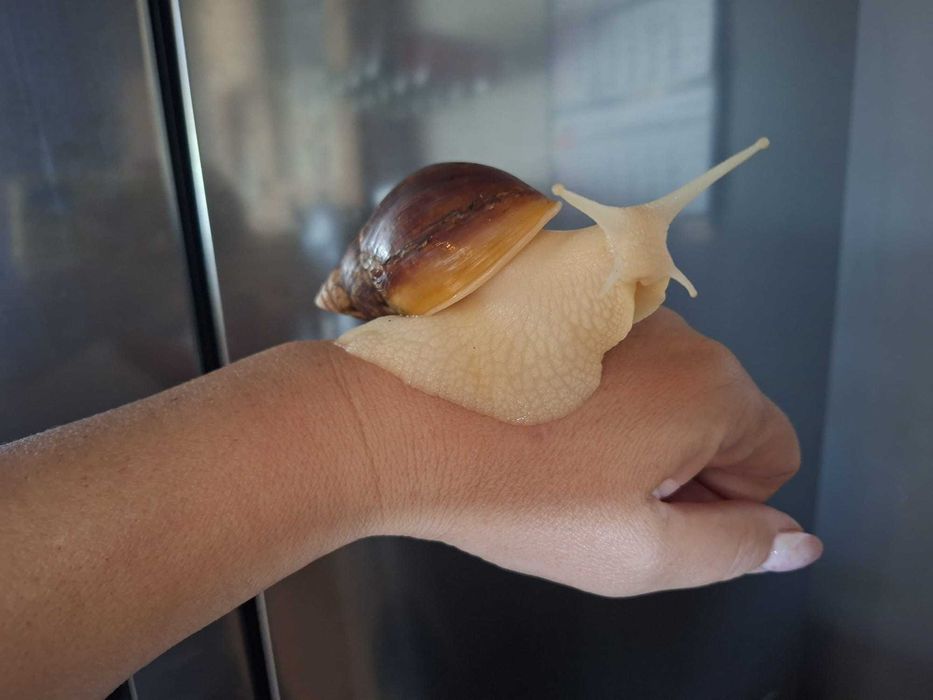 Sprzedam Ślimaki afrykańskie Lissachatina (Achatina)fulicia +terrarium