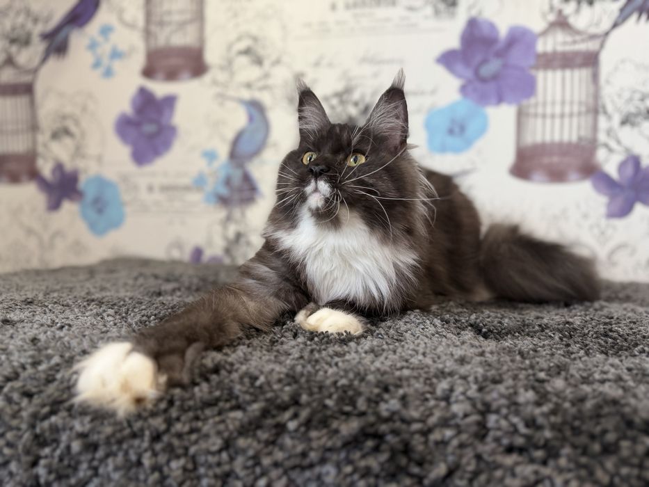 Мейн-кун дівчинка полідакт