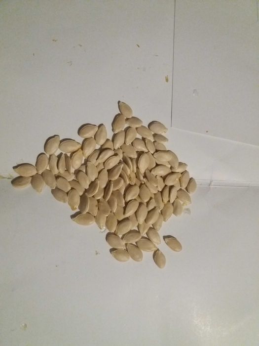 Dynia hokkaido nasiona