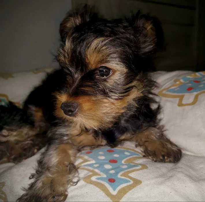 Yorkshire Terrier