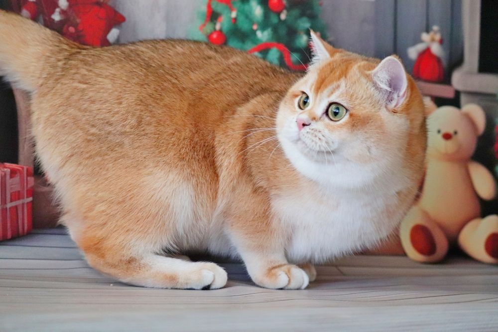 Куинси мальчик золотая шиншилла