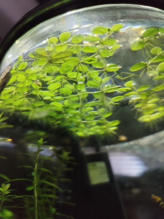 Salvinia Natans/Salwinia pływająca