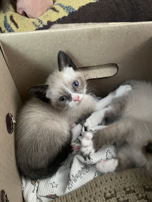 Кошеня,котик,котики