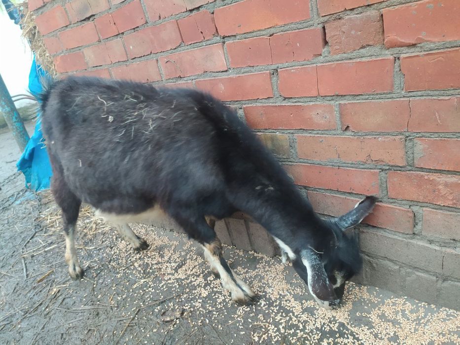 Продається  козочка, первістка, з козенятами.