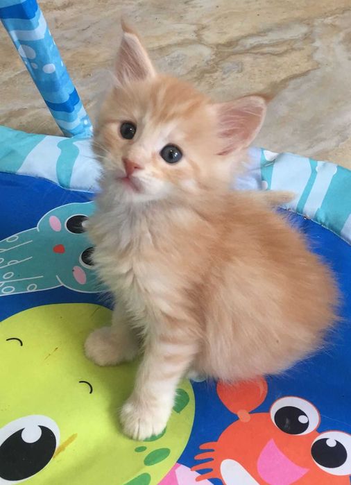 Gato Maine Coon Raca Pura