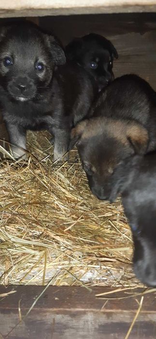 Цуценя в добрі руки