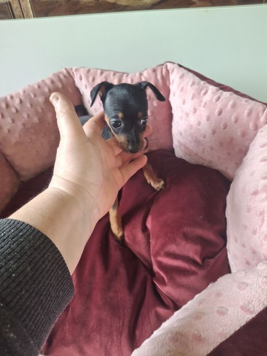 Sprzedam suczkę pinczerkę