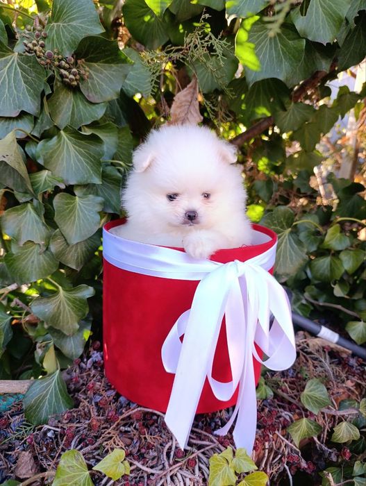 Супер мини мишка)