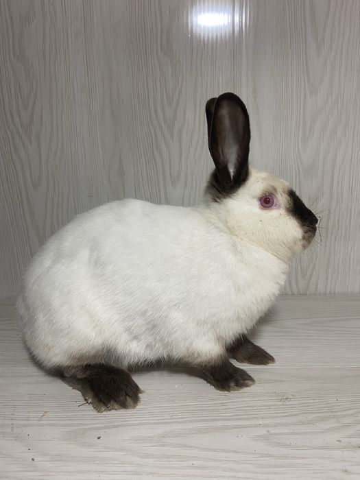 Каліфорнія пара 1+1