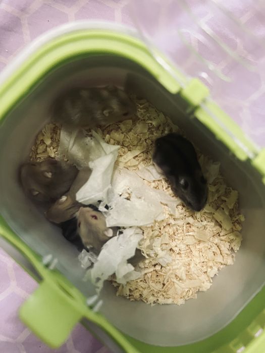 Джунгарик хомʼяк джунгарскі хомʼяки