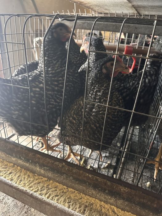 Продам курей породи Чеський Домінант