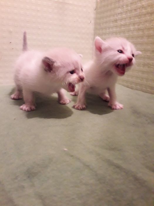 Котята сіамські, білі та різні