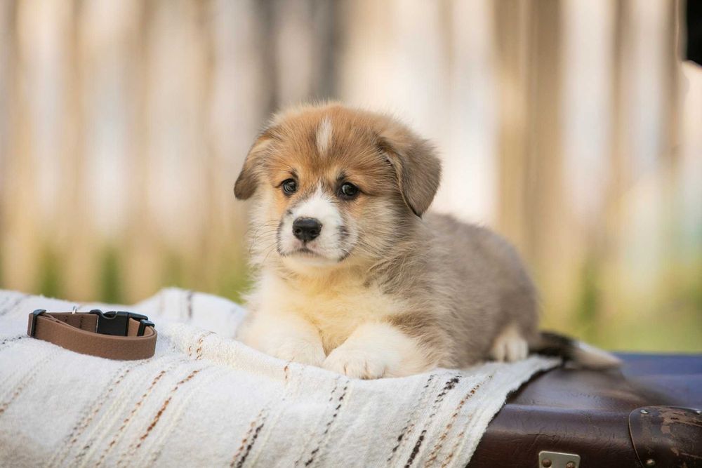 Дуже милі коргі-малюки