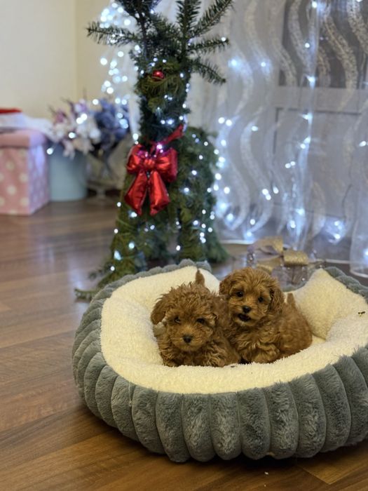 Новорічний подарунок мальтіпу