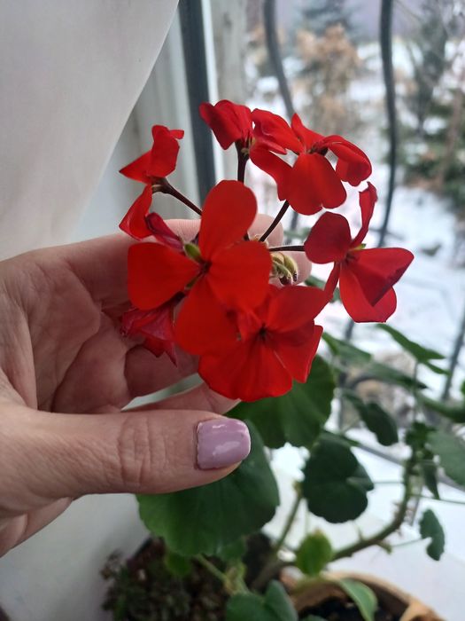 Пеларгонiя сортова night scarlet ,звичайна червона