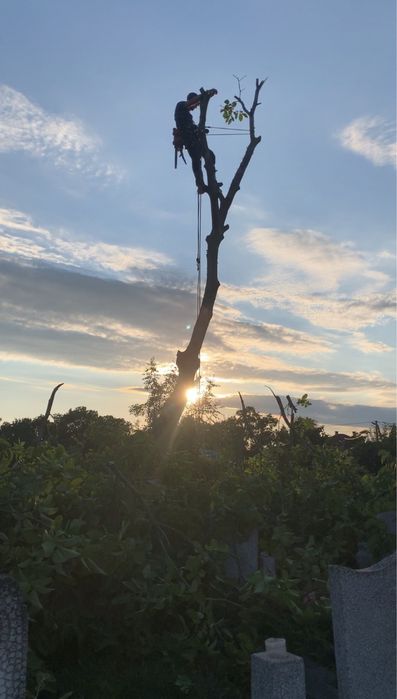 Обрізка, догляд та видалення аварійних дерев