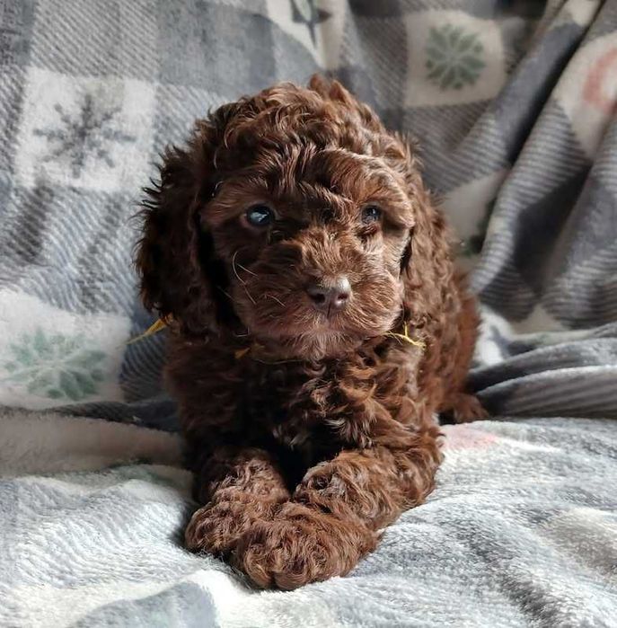Cockapoo chocolate