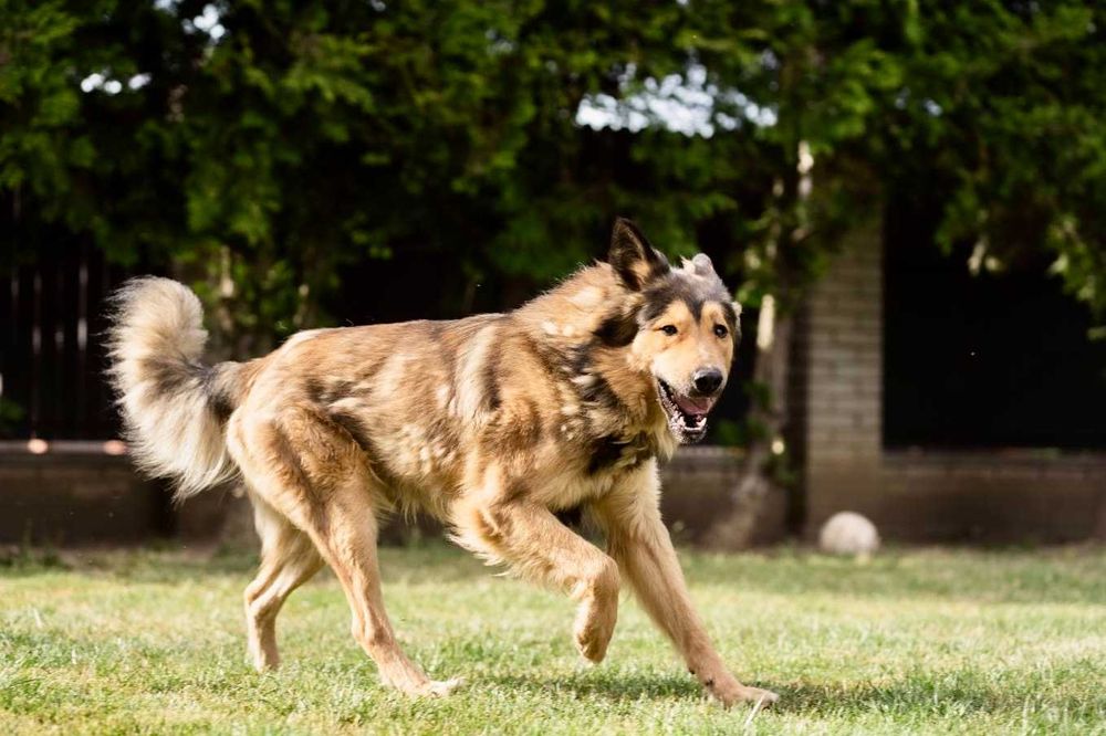 Aleksander 2 lata piękny pies w typie owczarka do adopcji