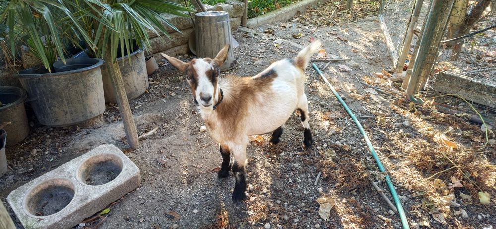 Cabrito Macho 6 meses
