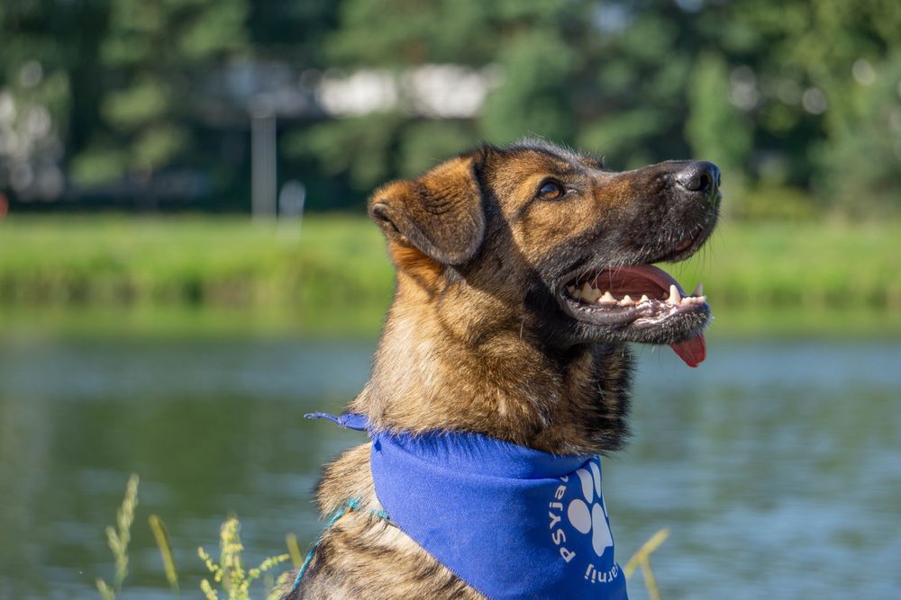 FILA - młoda sunia w typie owczarka