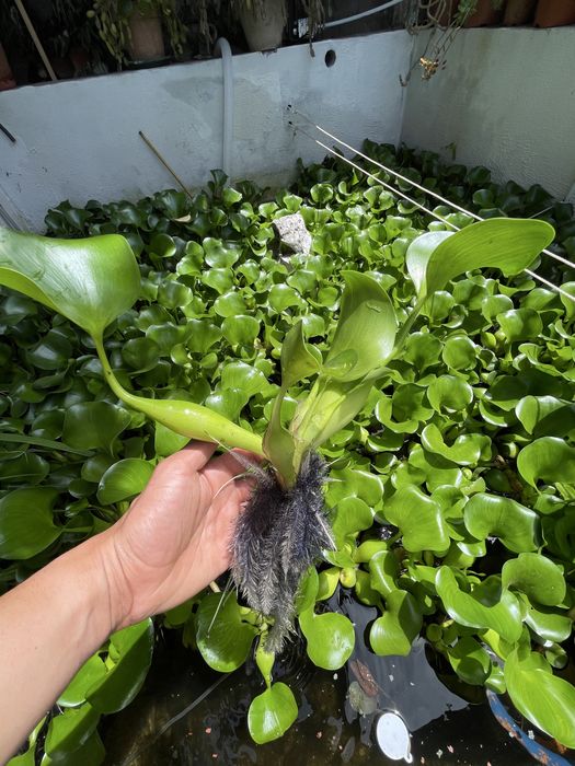 Jacinto‑de‑água – plantas para lagos e filtros naturais