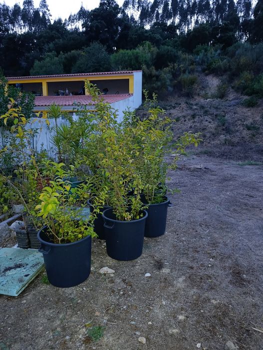 Vedação viva, lote 35 arbustos, Ligustrum japonicum, jovens e podados