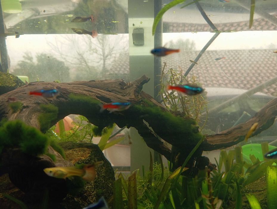 Peixes néon para aquário