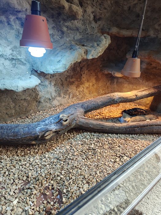 Duże terrarium 125x82x82