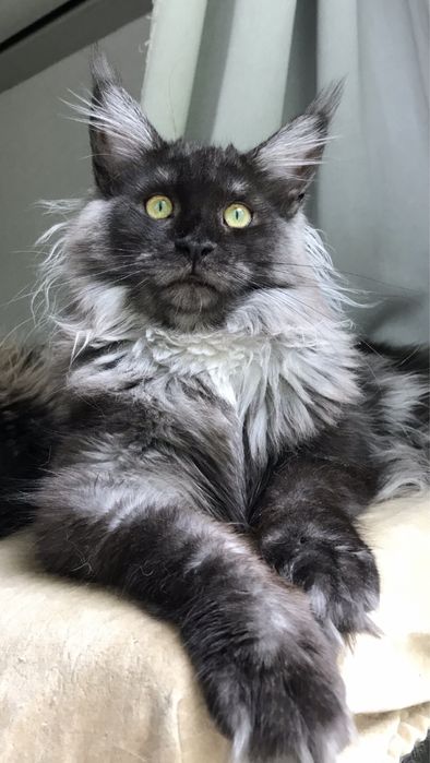 Мейн кун , 5 мес . Мальчик