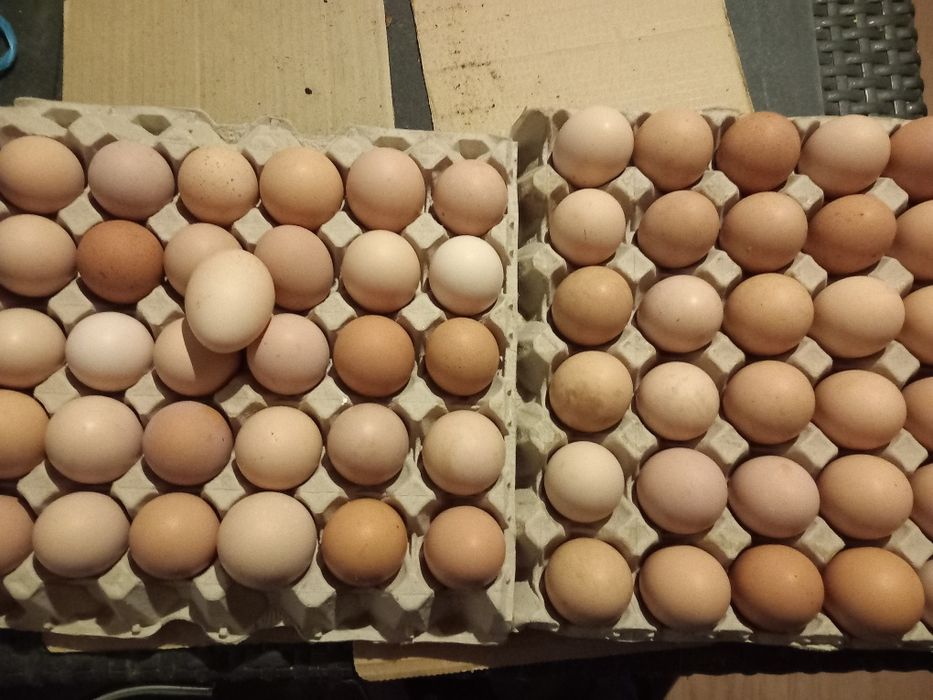 Vendem-se ovos caseiros. Possivel entrega na rotunda das lages-Coimbra