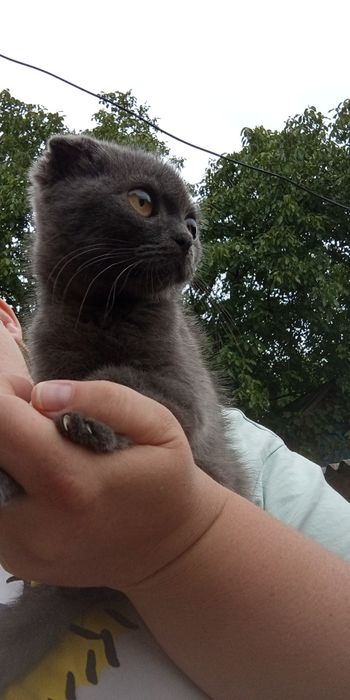 Аліментний хлопчик  шотландський