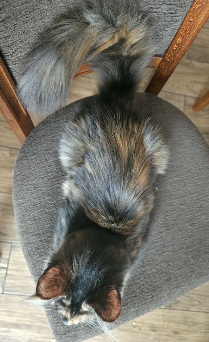 Gotowa do odbioru Kotka Maine Coon, FPL rodowód
