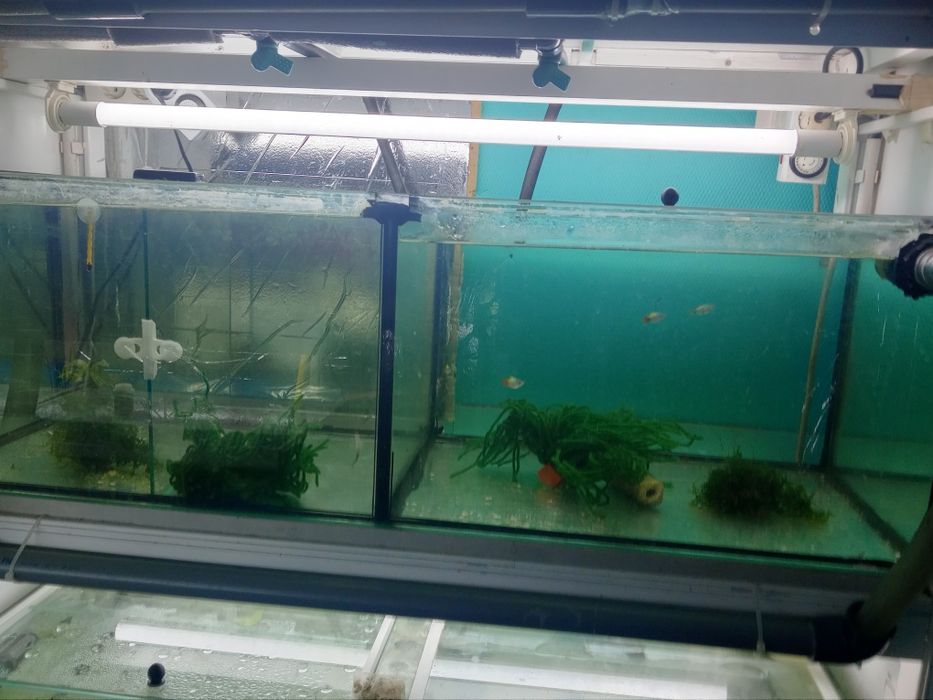 Bateria aquário criação