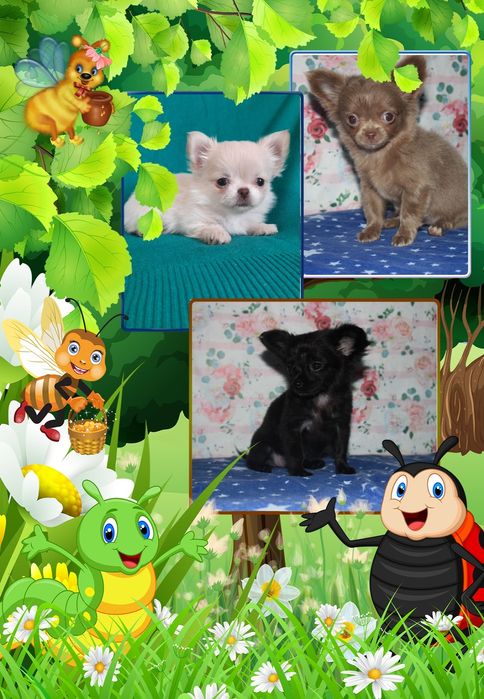 Довгошерстні дітки чіхуахуа.